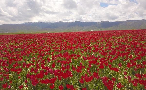Foto - Muş Ovası kırmızıya büründü