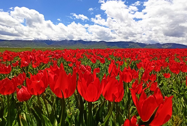 Foto - Muş Ovası kırmızıya büründü