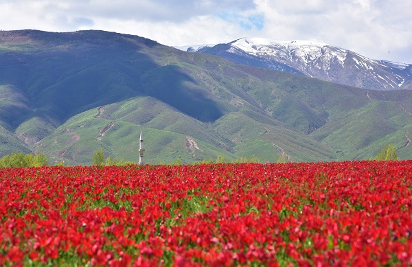 Foto - Muş Ovası kırmızıya büründü