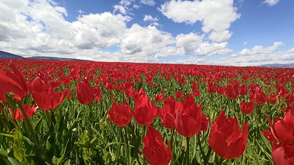 Foto - Muş Ovası kırmızıya büründü