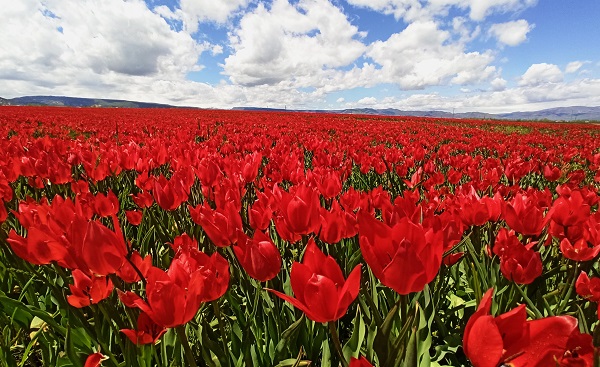 Foto - Muş Ovası kırmızıya büründü