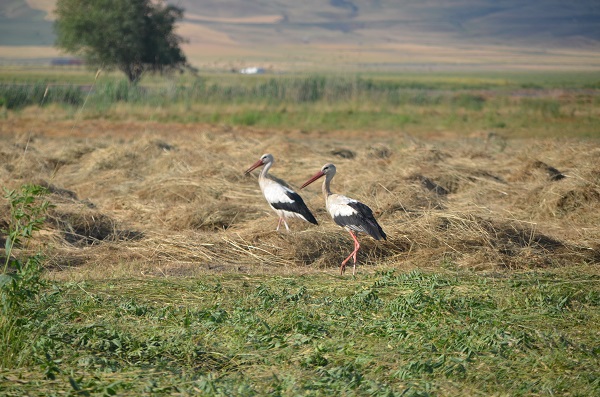 Foto - Muş Ovası'nda göç yolculuğu