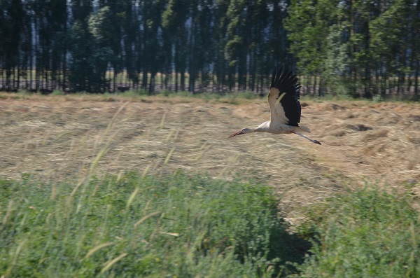 Foto - Muş Ovası'nda göç yolculuğu