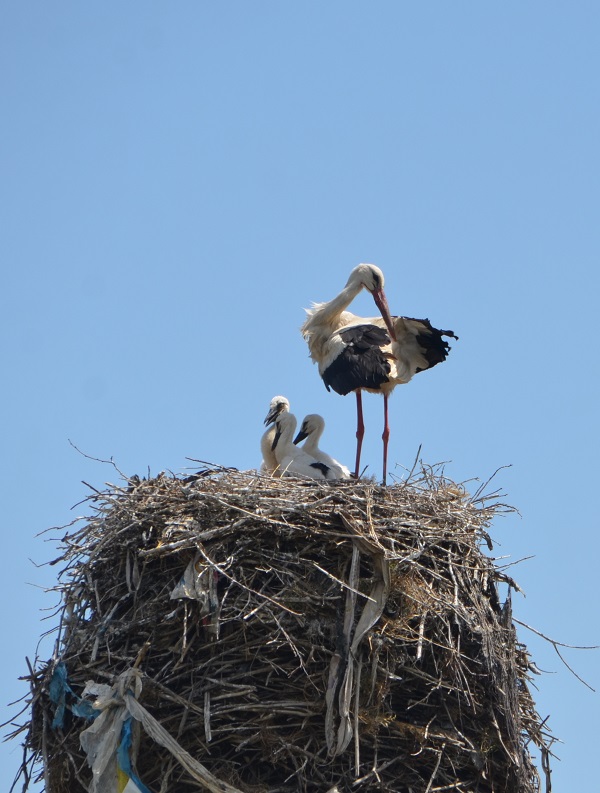 Foto - Muş Ovası'nda göç yolculuğu