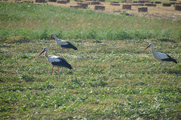 Foto - Muş Ovası'nda göç yolculuğu