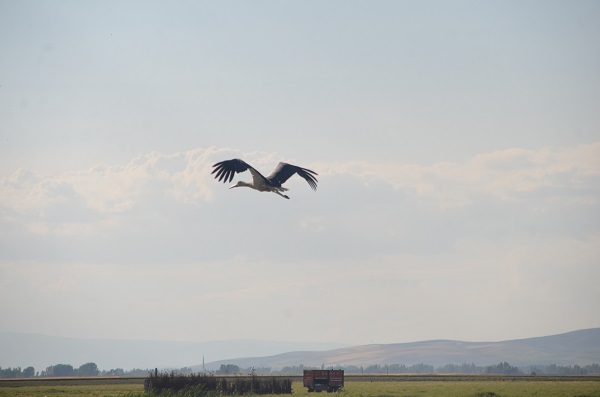 Foto - Muş Ovası'nda göç yolculuğu