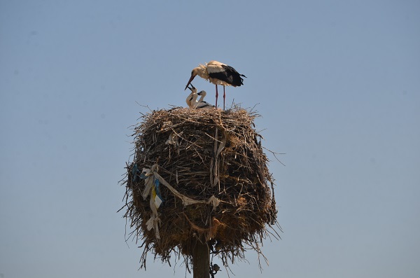 Foto - Muş Ovası'nda göç yolculuğu