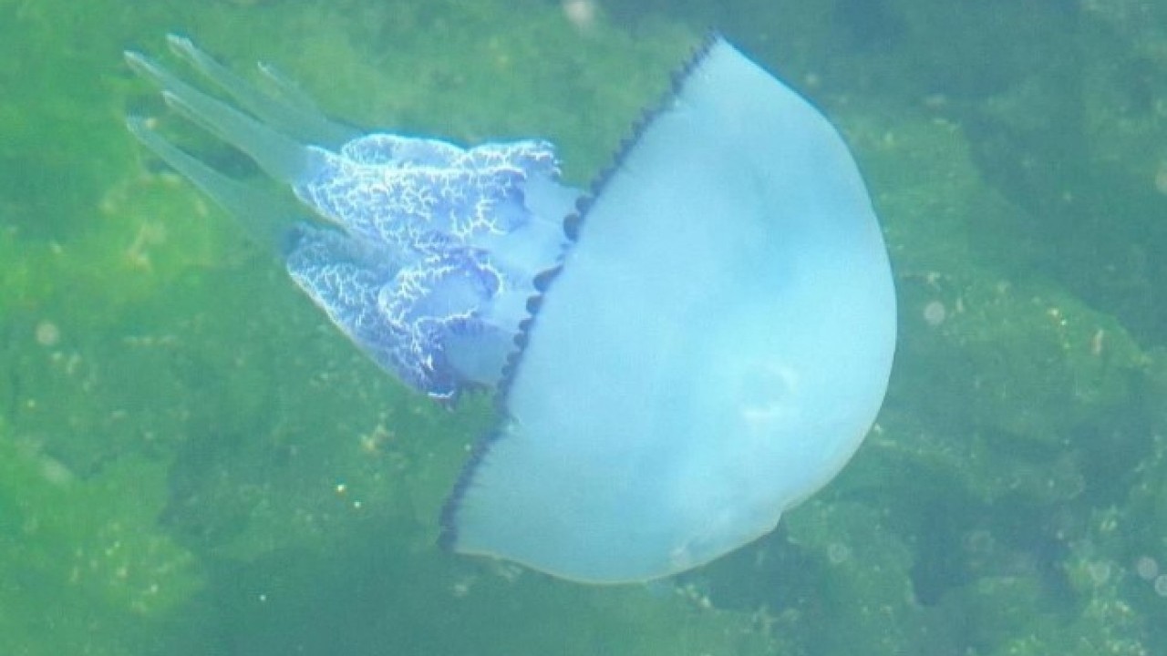 Foto - Müsilajdan sonra sırada o var! Balıkçılar yeni bir krizle karşı karşıya