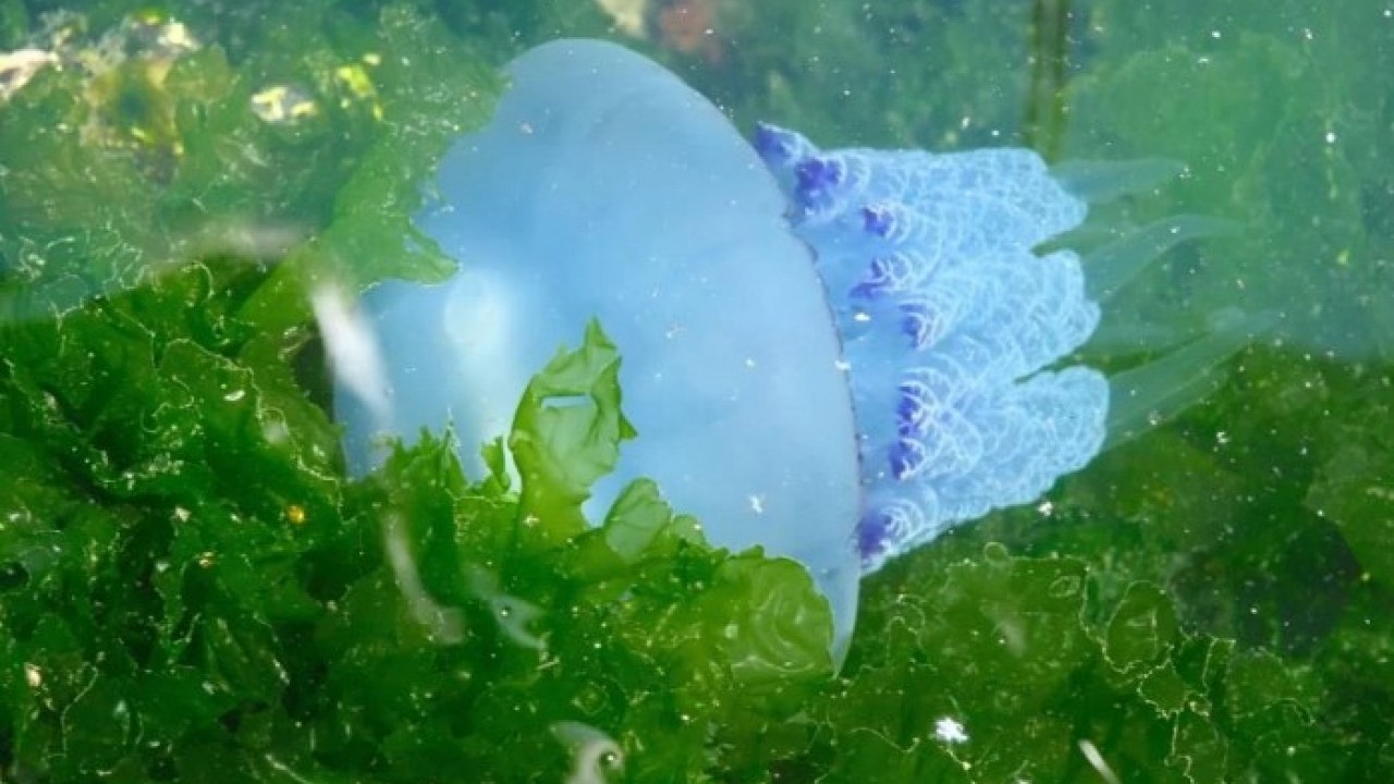 Foto - Müsilajdan sonra sırada o var! Balıkçılar yeni bir krizle karşı karşıya