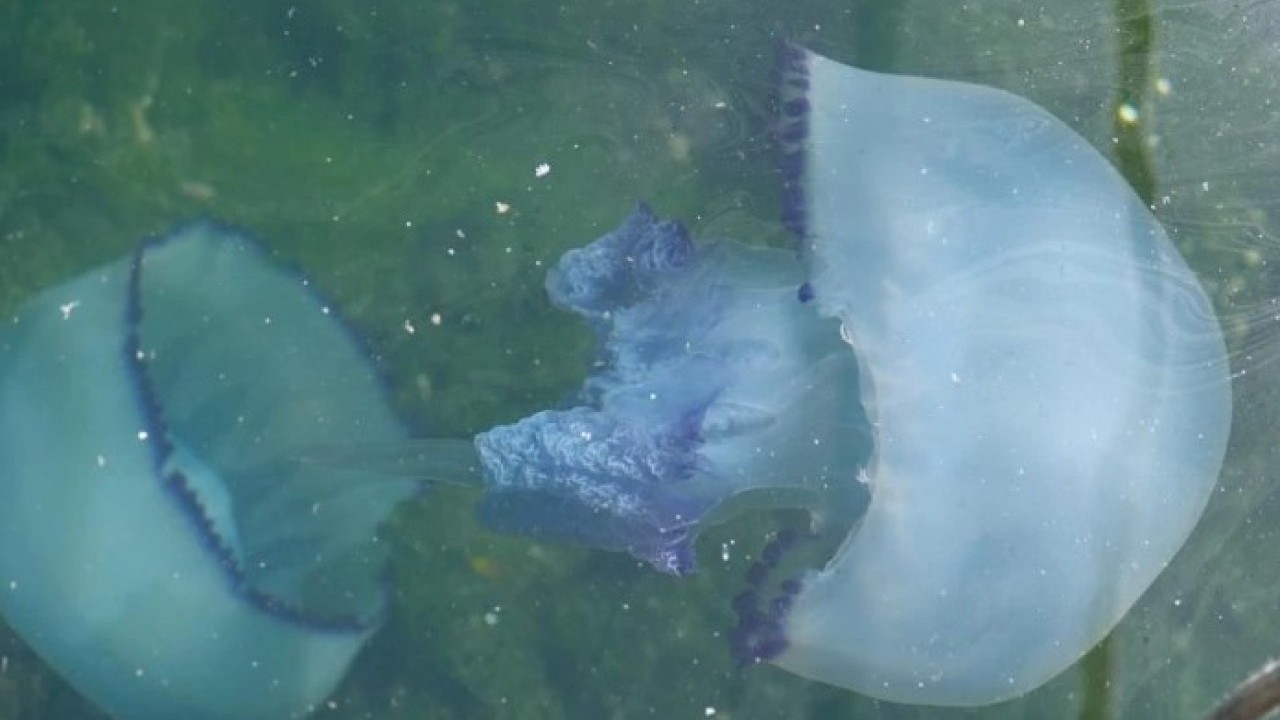 Foto - Müsilajdan sonra sırada o var! Balıkçılar yeni bir krizle karşı karşıya