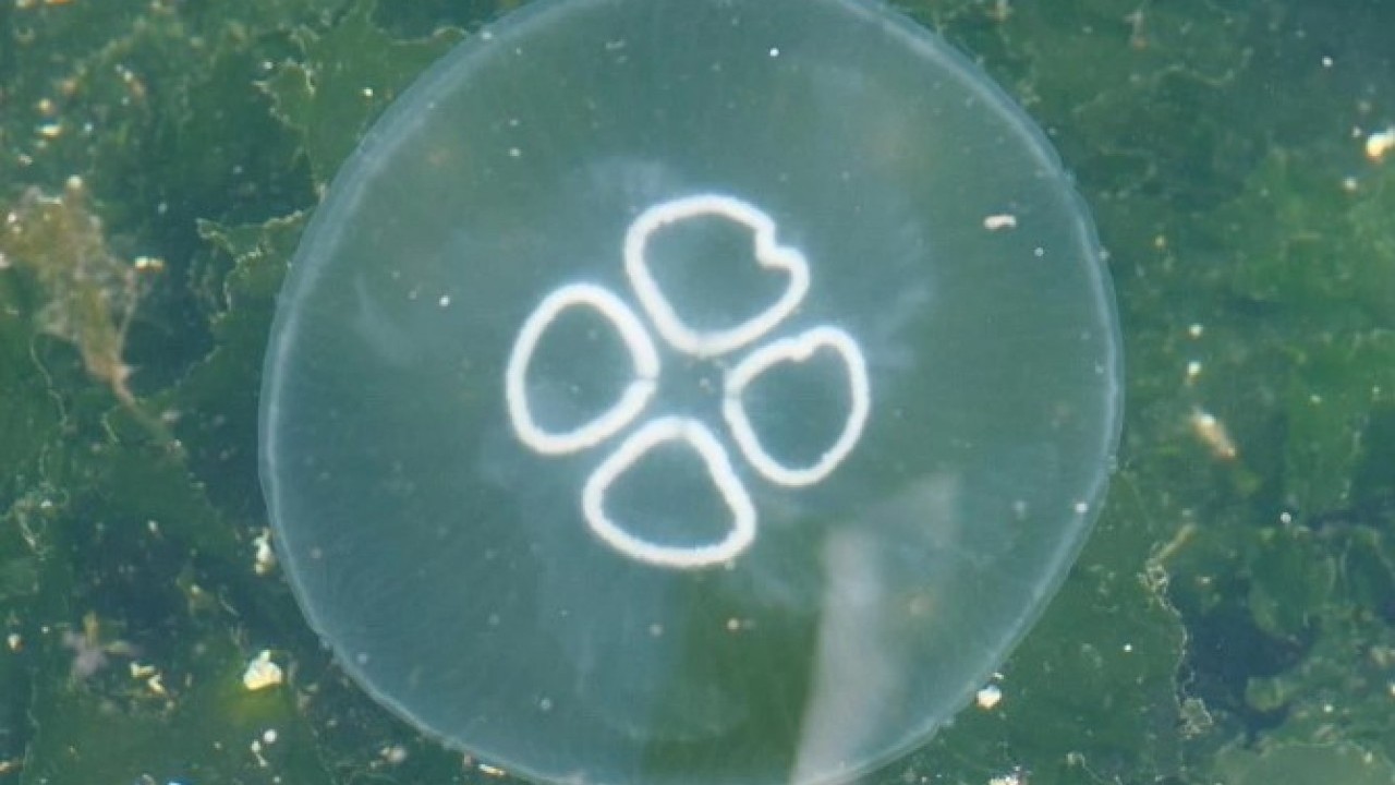 Müsilajdan sonra sırada o var! Balıkçılar yeni bir krizle karşı karşıya