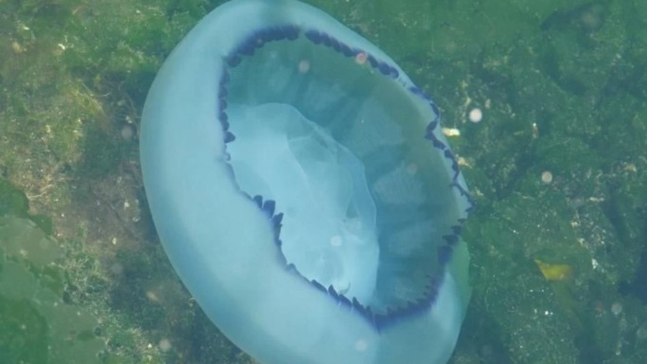 Foto - Müsilajdan sonra sırada o var! Balıkçılar yeni bir krizle karşı karşıya