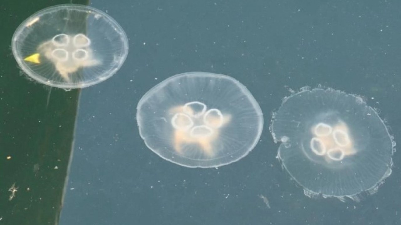 Foto - Müsilajdan sonra sırada o var! Balıkçılar yeni bir krizle karşı karşıya