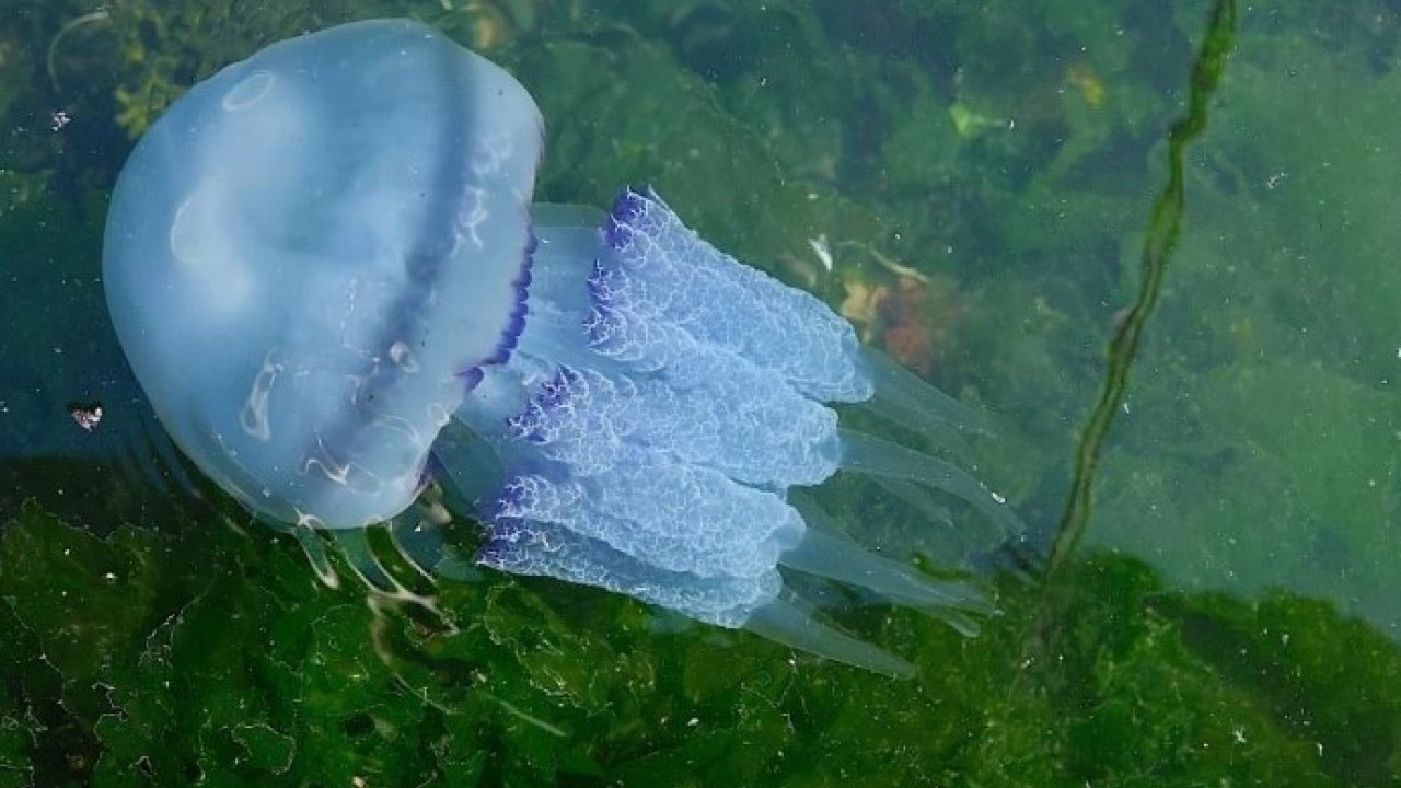 Foto - Müsilajdan sonra sırada o var! Balıkçılar yeni bir krizle karşı karşıya