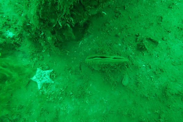 Foto - Müsilajın çaresi dev midyeler çoğalıyor