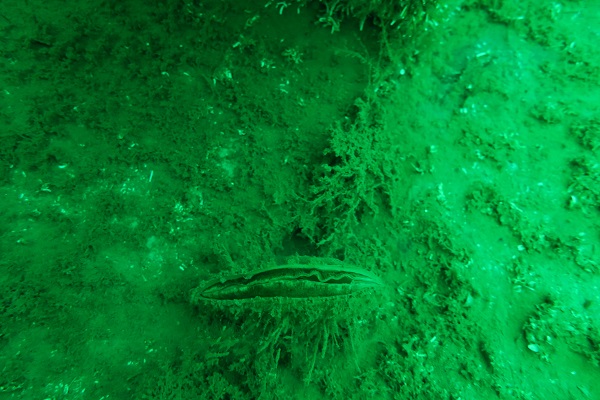 Foto - Müsilajın çaresi dev midyeler çoğalıyor