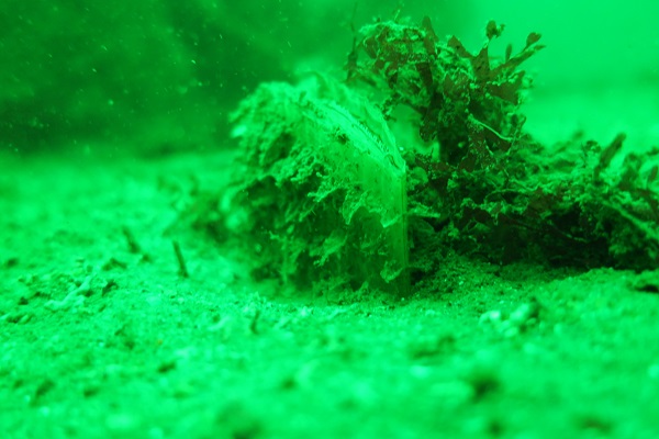 Foto - Müsilajın çaresi dev midyeler çoğalıyor