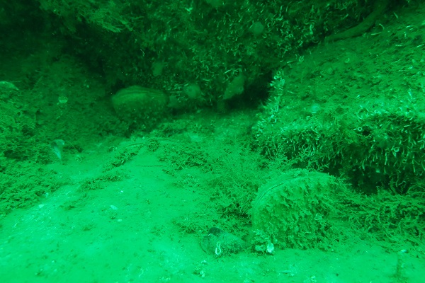 Müsilajın çaresi dev midyeler çoğalıyor