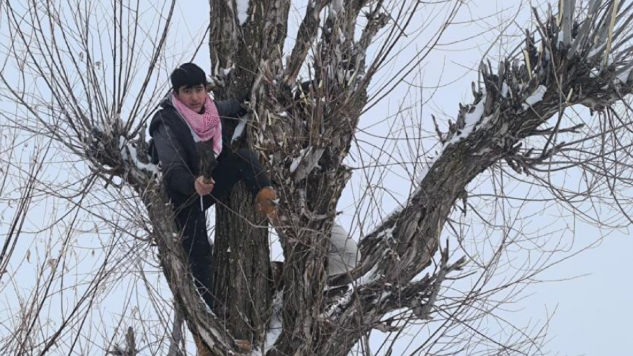 Muşlu besicilerden şaşırtan yemleme yöntemi