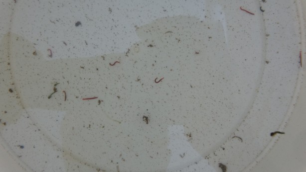 Musluklardan kurtçuk aktı