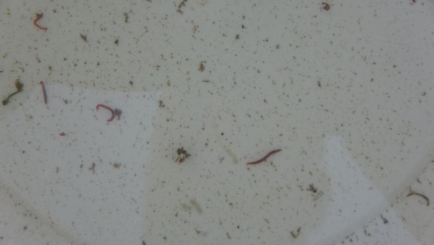 Foto - Musluklardan kurtçuk aktı