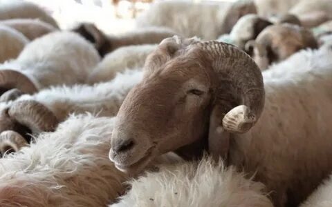Foto - Müslüman ülkelerdeki birbirinden ilginç Kurban Bayramı gelenekleri şaşırtıyor