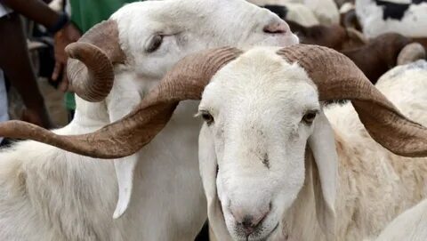 Müslüman ülkelerdeki birbirinden ilginç Kurban Bayramı gelenekleri şaşırtıyor