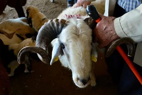 Foto - Müslüman ülkelerdeki birbirinden ilginç Kurban Bayramı gelenekleri şaşırtıyor