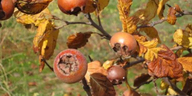 Foto - Muşmula nasıl yenir, faydaları nelerdir? Muşmula çayı nasıl yapılır? Döngel (töngel) karaciğeri ve böbrekleri arındırıyor