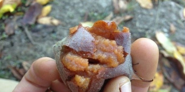 Foto - Muşmula nasıl yenir, faydaları nelerdir? Muşmula çayı nasıl yapılır? Döngel (töngel) karaciğeri ve böbrekleri arındırıyor