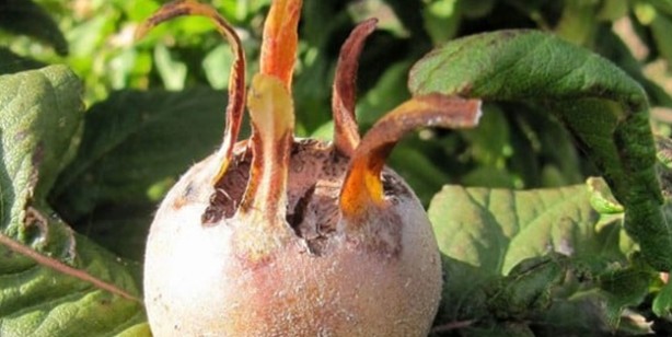 Foto - Muşmula nasıl yenir, faydaları nelerdir? Muşmula çayı nasıl yapılır? Döngel (töngel) karaciğeri ve böbrekleri arındırıyor