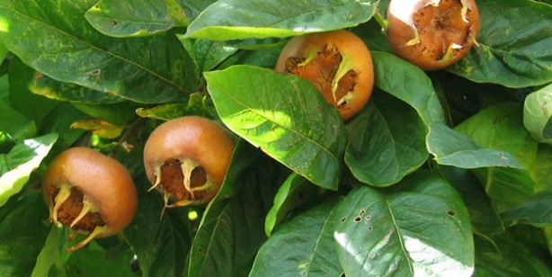Foto - Muşmula nasıl yenir, faydaları nelerdir? Muşmula çayı nasıl yapılır? Döngel (töngel) karaciğeri ve böbrekleri arındırıyor