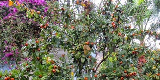 Muşmula nasıl yenir, faydaları nelerdir? Muşmula çayı nasıl yapılır? Döngel (töngel) karaciğeri ve böbrekleri arındırıyor