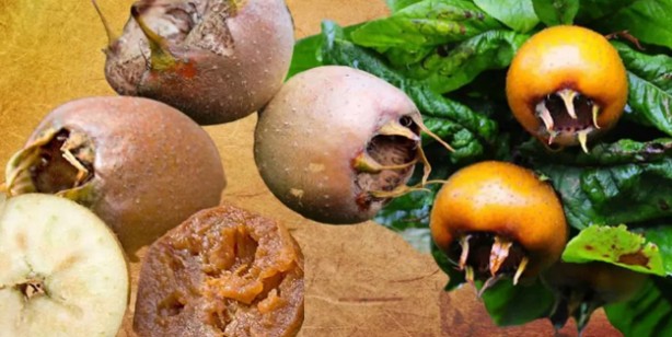 Foto - Muşmula nasıl yenir, faydaları nelerdir? Muşmula çayı nasıl yapılır? Döngel (töngel) karaciğeri ve böbrekleri arındırıyor