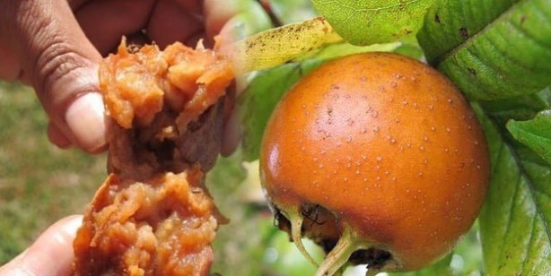 Foto - Muşmula nasıl yenir, faydaları nelerdir? Muşmula çayı nasıl yapılır? Döngel (töngel) karaciğeri ve böbrekleri arındırıyor