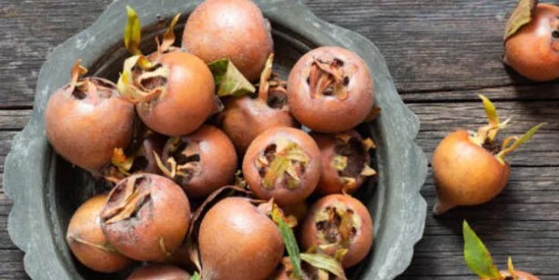 Foto - Muşmula nasıl yenir, faydaları nelerdir? Muşmula çayı nasıl yapılır? Döngel (töngel) karaciğeri ve böbrekleri arındırıyor