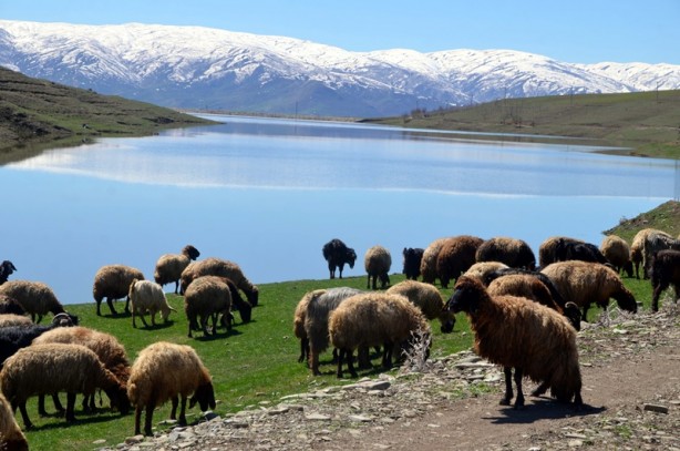 Foto - Muş’ta göletler yüzde 100 doldu