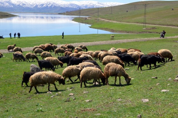 Foto - Muş’ta göletler yüzde 100 doldu