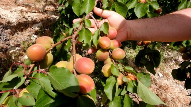 Foto - Mut kayısısında 110 bin ton rekolte bekleniyor!