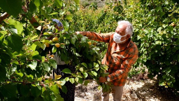 Foto - Mut kayısısında 110 bin ton rekolte bekleniyor!