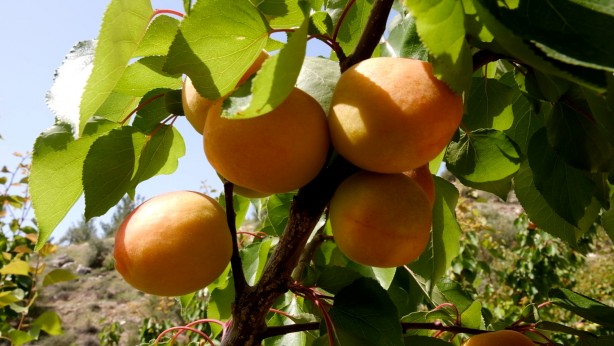 Foto - Mut kayısısında 110 bin ton rekolte bekleniyor!