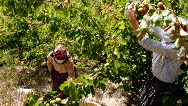 Foto - Mut kayısısında 110 bin ton rekolte bekleniyor!