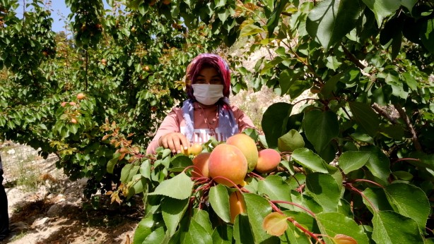 Mut kayısısında 110 bin ton rekolte bekleniyor!