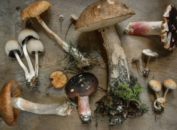 Foto - Mutfağımızın vazgeçilmezi! İşte mantar yemeden bilmeniz gereken 25 gerçek