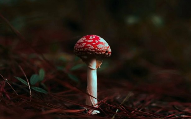 Foto - Mutfağımızın vazgeçilmezi! İşte mantar yemeden bilmeniz gereken 25 gerçek