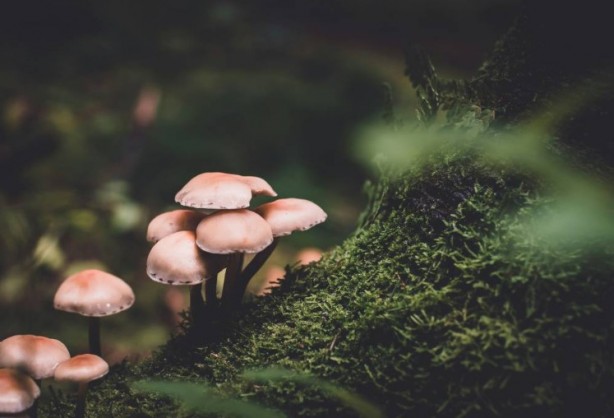 Foto - Mutfağımızın vazgeçilmezi! İşte mantar yemeden bilmeniz gereken 25 gerçek