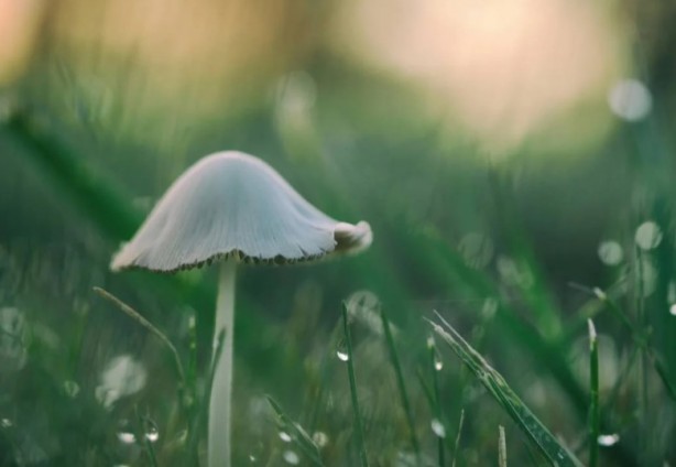 Foto - Mutfağımızın vazgeçilmezi! İşte mantar yemeden bilmeniz gereken 25 gerçek