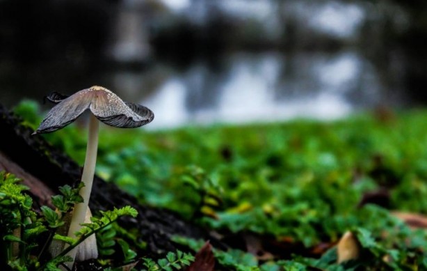 Foto - Mutfağımızın vazgeçilmezi! İşte mantar yemeden bilmeniz gereken 25 gerçek