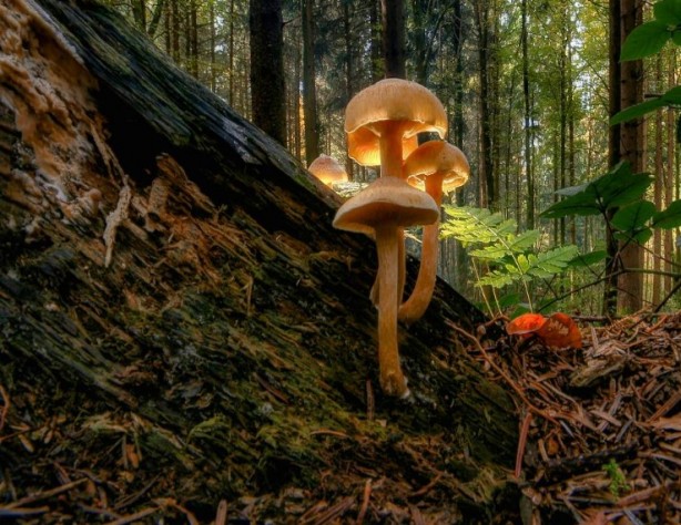 Foto - Mutfağımızın vazgeçilmezi! İşte mantar yemeden bilmeniz gereken 25 gerçek