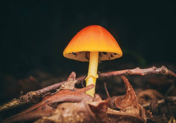 Foto - Mutfağımızın vazgeçilmezi! İşte mantar yemeden bilmeniz gereken 25 gerçek